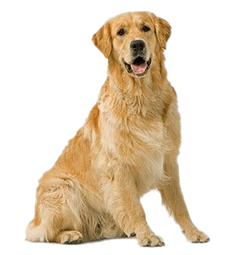 Golden Dog