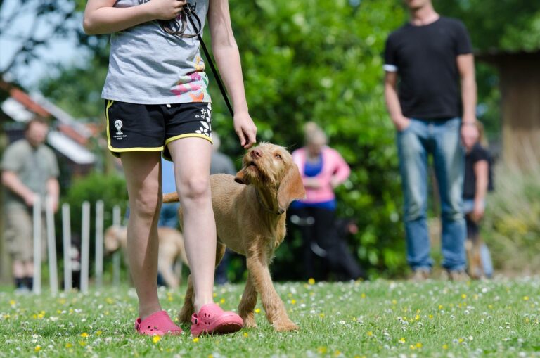 dog training park