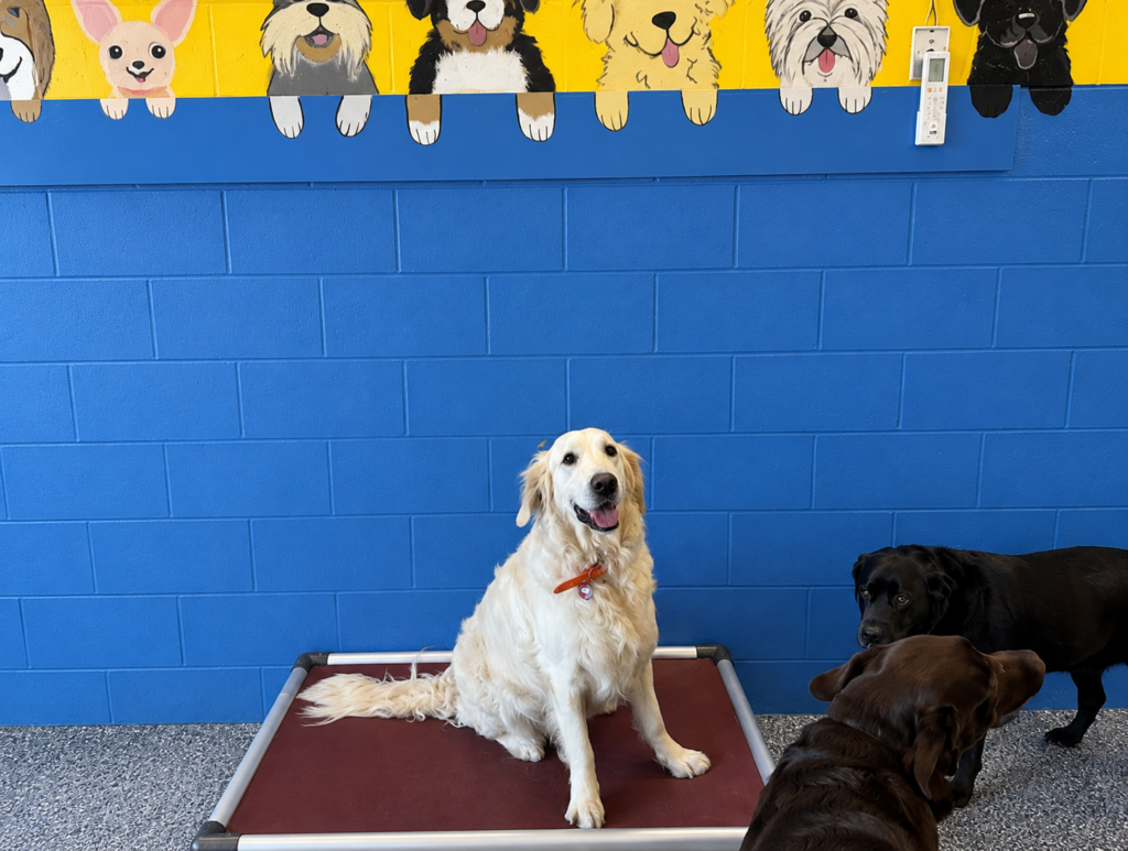 Golden retriever smiling while sitting on cot in front of blue wall at Happy Dog Care for Dog Boarding near Columbia, MD