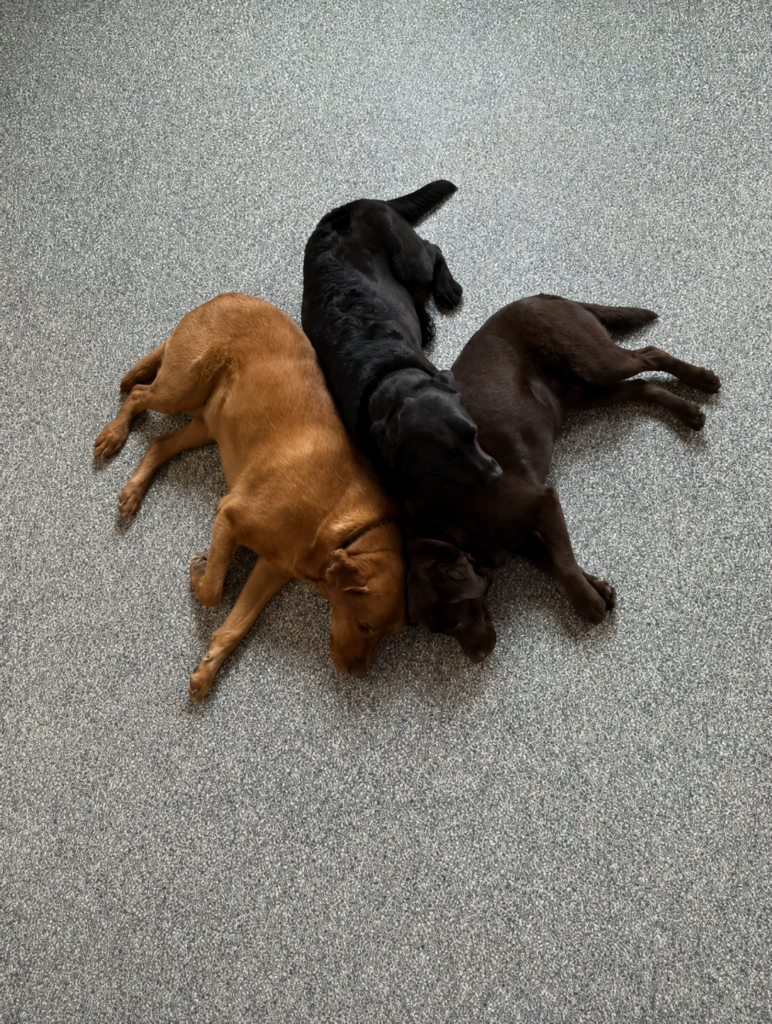 Three labs snuggled up together and relaxing on the floor at Happy Dog Care for Dog Boarding near Columbia, MD