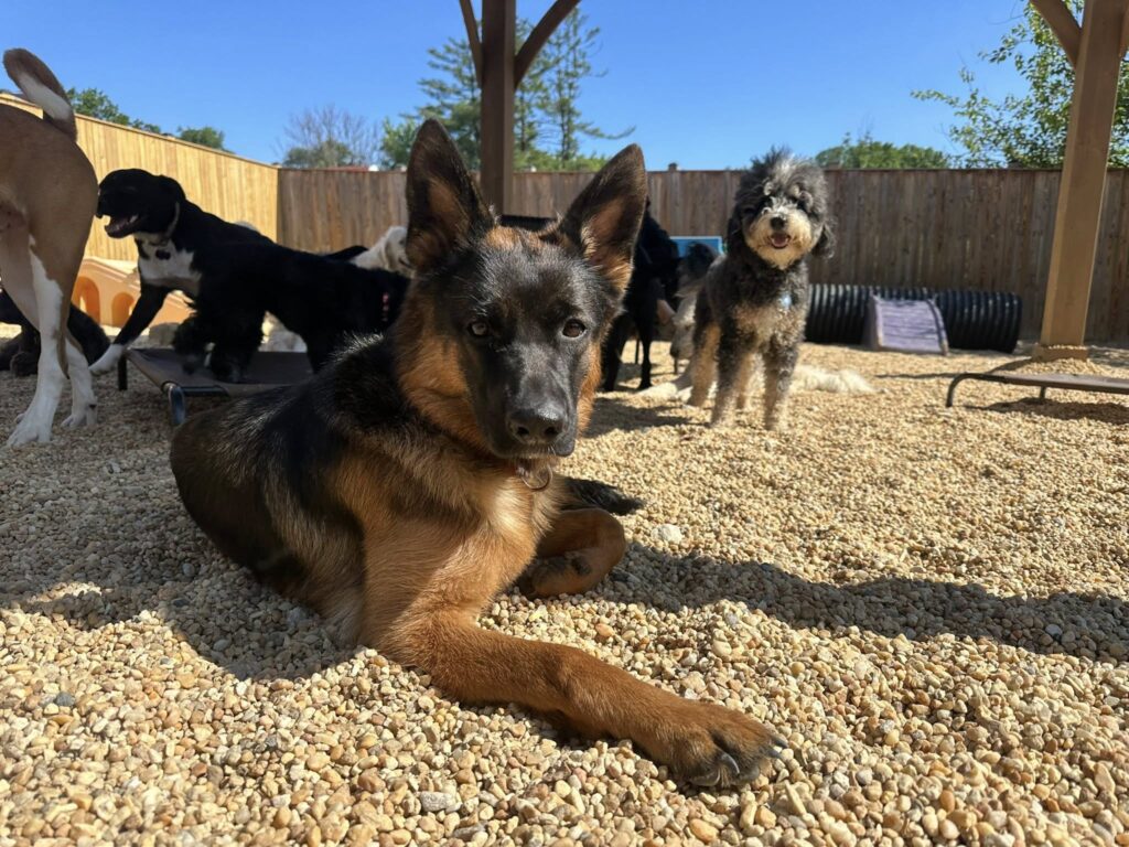 German Shephard and other dogs relaxing and playing at Happy Dog Care for Dog Daycare near Columbia, MD