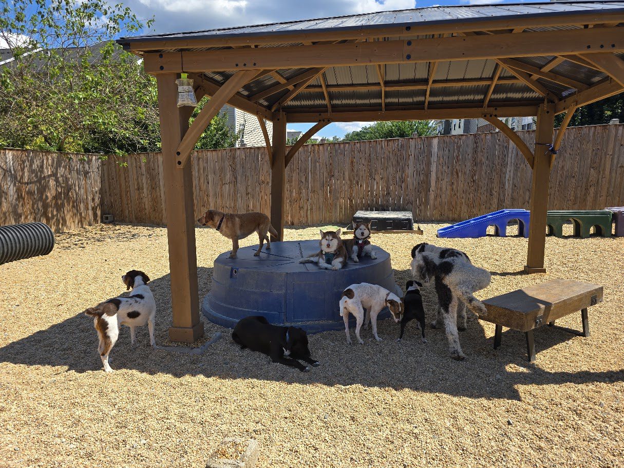 Group of dogs playing and relaxing in shade at Happy Dog Care for Dog Daycare near Columbia, MD