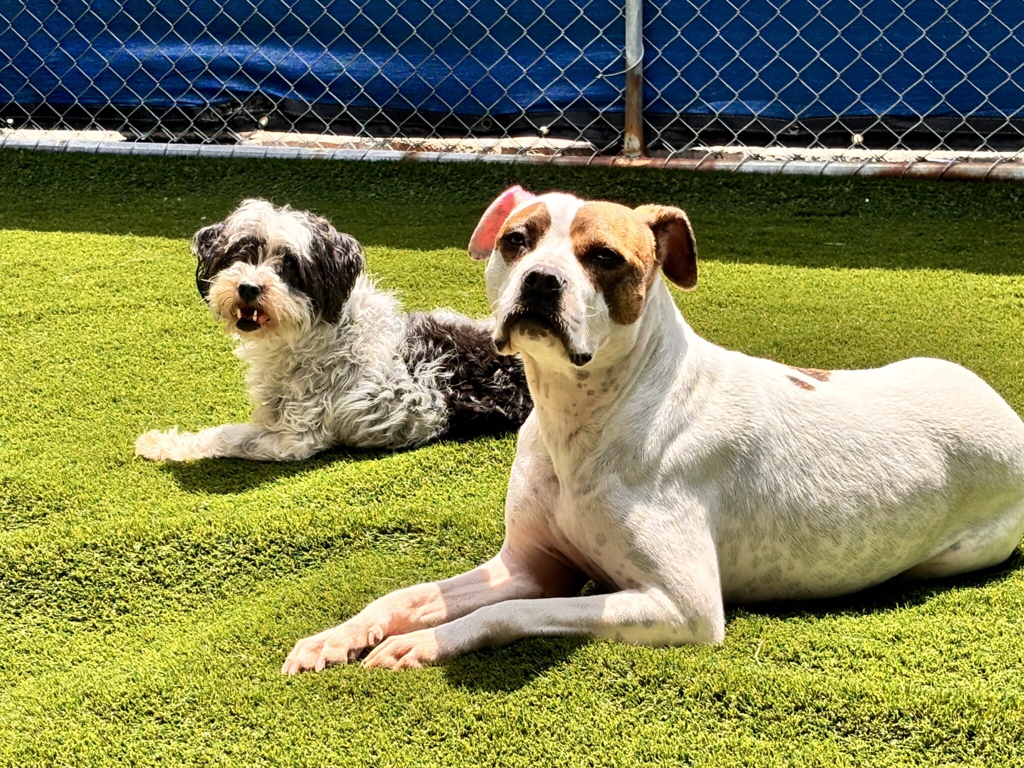 Two dogs laying in sun in grass at Happy Dog Care for Dog Daycare near Columbia, MD