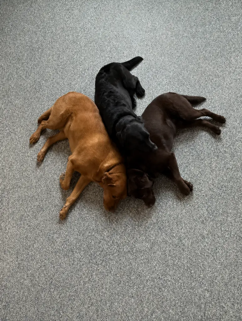 Three labs snuggled up together and relaxing on the floor at Happy Dog Care for Dog Boarding near Laurel, MD